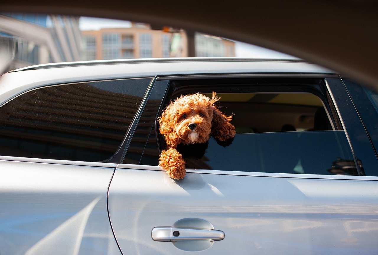 Een stedentrip met hond 2