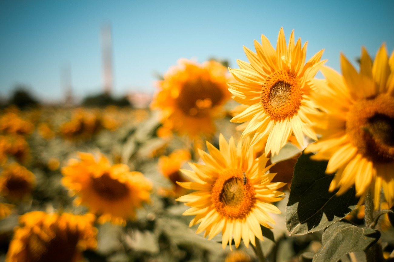bloemen